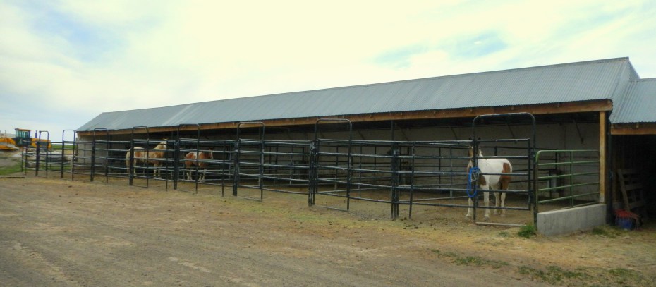 Cedar Creek Miniatures Diamond Reo Equestrian Park Filer Southern Idaho
